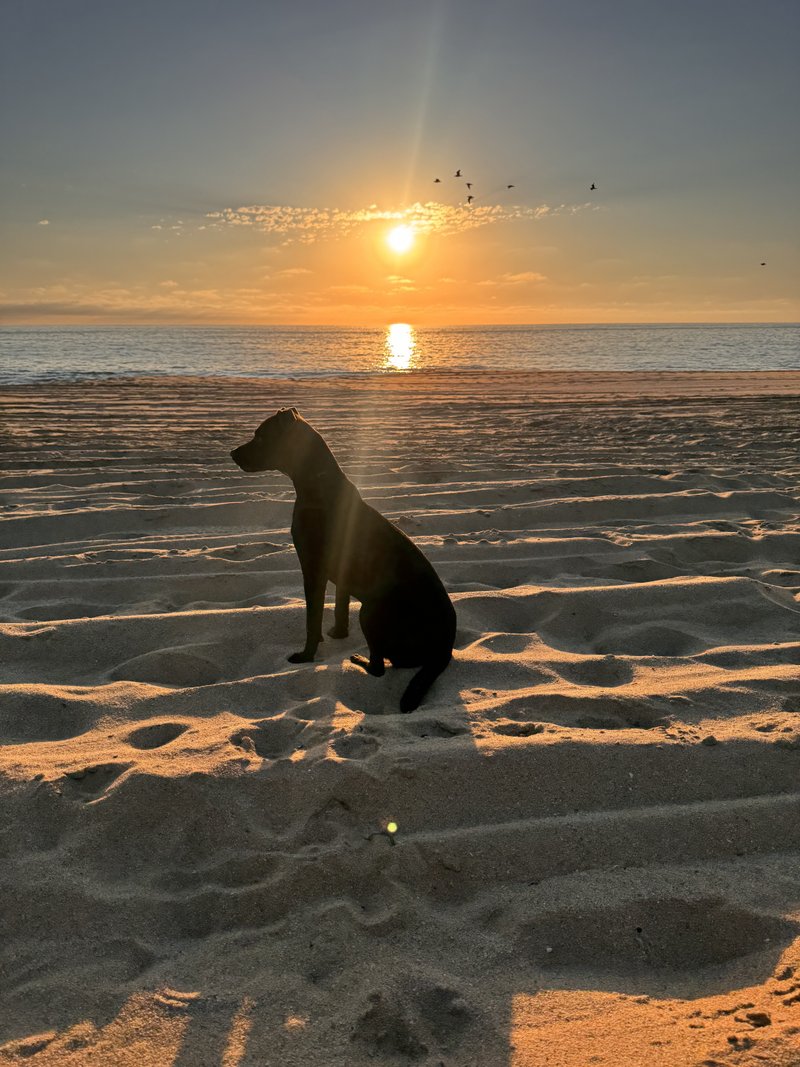 Lucy, the Clear Dawn Advisory therapy dog, at the beach